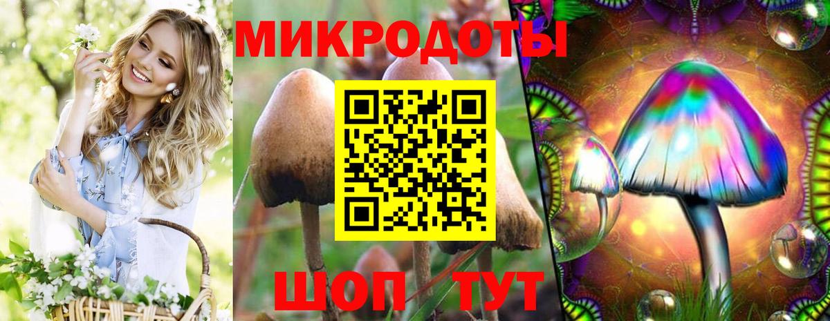 Псилоцибиновые грибы Psilocybe Лесосибирск
